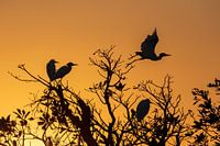 Silhouette de hérons au lever du soleil dans le parc national de Kakadu en Australie