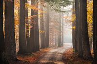 Running through autumn forest