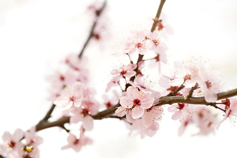 kersen bloesem by Giovanni de Deugd