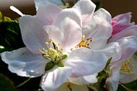 Nahaufnahme einer weißen Apfelblüte.