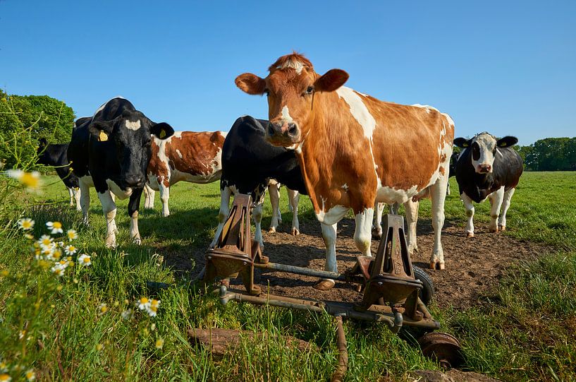 Jeunes vaches aux pompes à eau par Jenco van Zalk