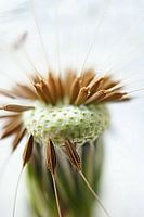 Diejenigen von uns, Left Behind