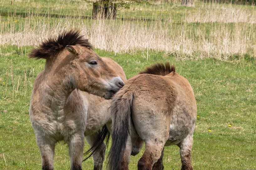 Przewalski horses in the meadow by Heleen de Silva