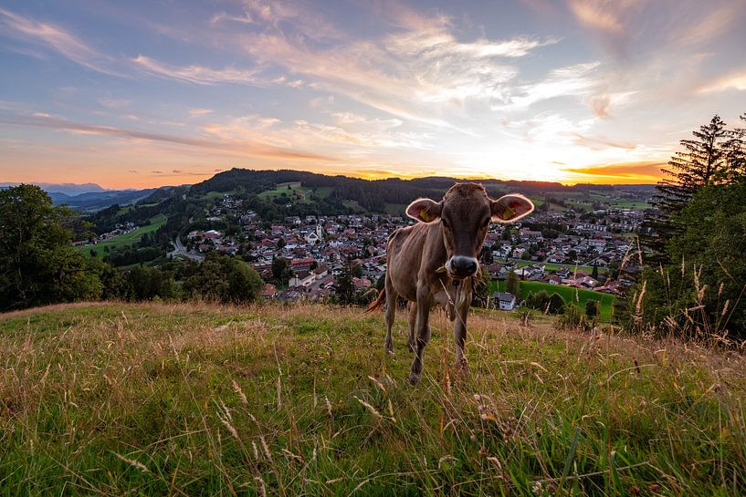 Cow at Staufen with view of Oberstaufen + Säntis at sunset by Leo Schindzielorz