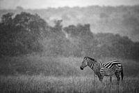 Zebra und Fohlen im Regen