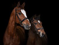 Paarden portret