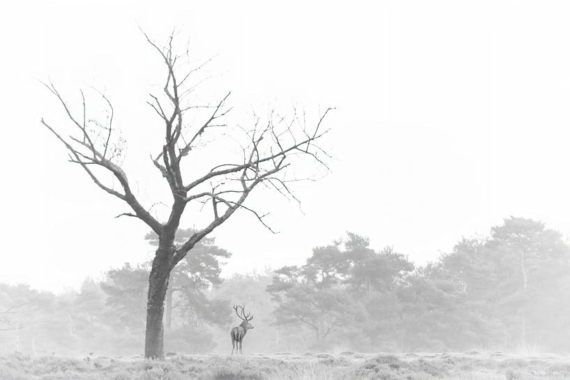 Rotwild in Schwarz und Weiß von Laurens de Waard