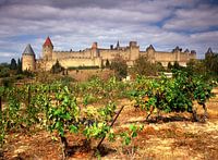 Cité de Carcassonne and vineyards 15