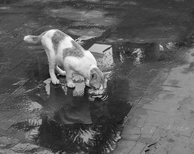 Thursty cat - Black/White by André Scherpenberg