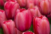 Tulipes 