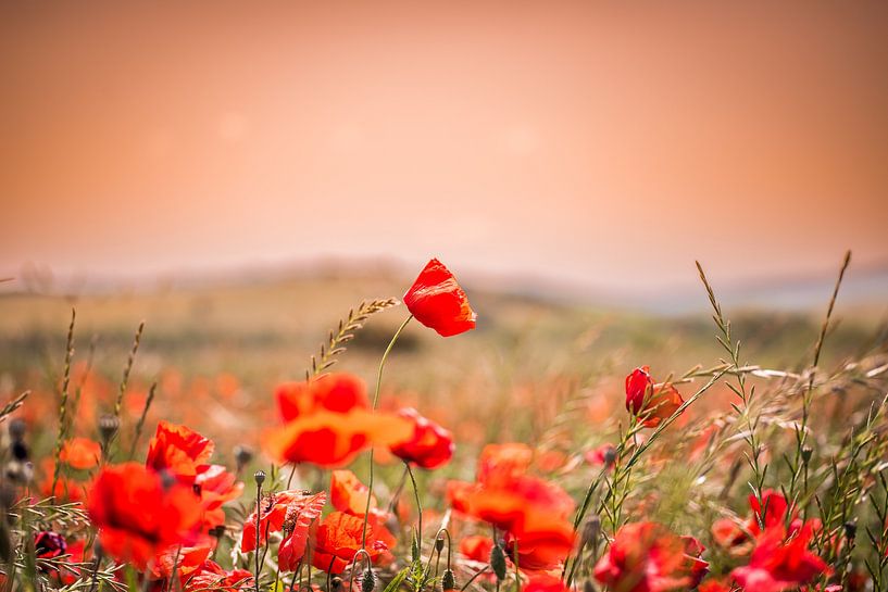 Poppies by Jaco Verheul