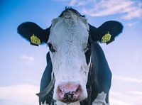 The Curious Cow (Holland)