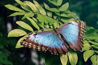 Morpho at rest