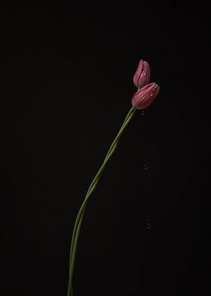Tulips, intertwined by Ees Hoving