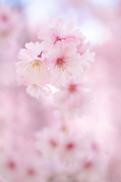 Fleur par Moetwil en van Dijk - Fotografie