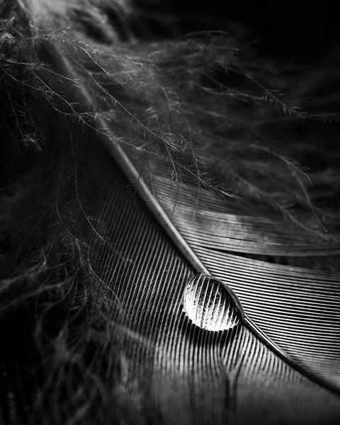 Water drop by Thomas Jansen