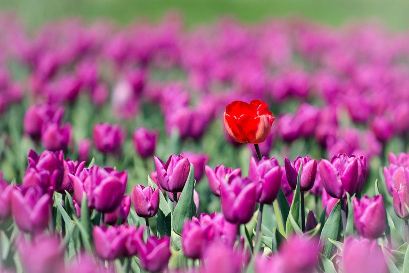 Tulpen von Marco Bakker
