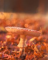 Vliegenzwam in de herfst