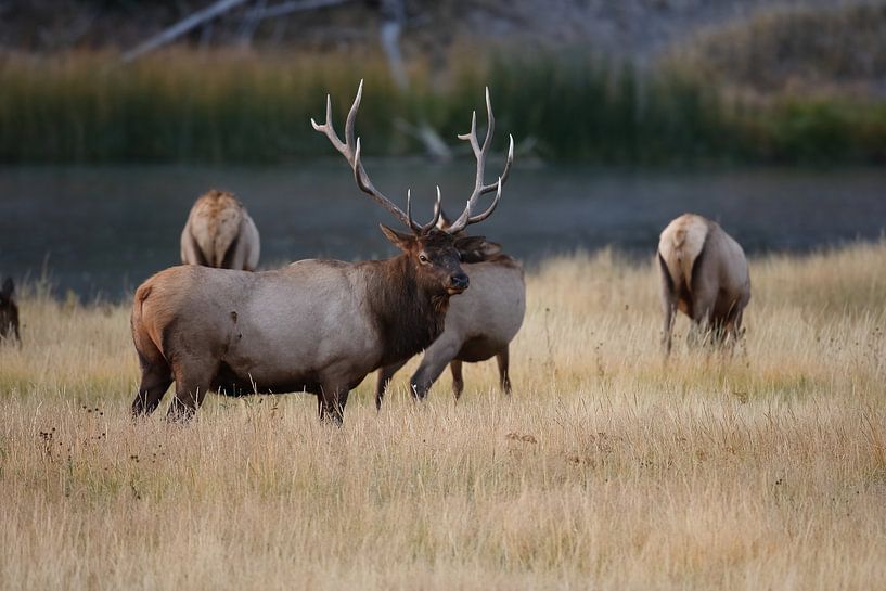 Elk, Wapiti, Cervus elephas, Parc national de Yellowstone, Wyoming par Frank Fichtmüller