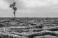 Arbre solitaire Oostvaardersplassen