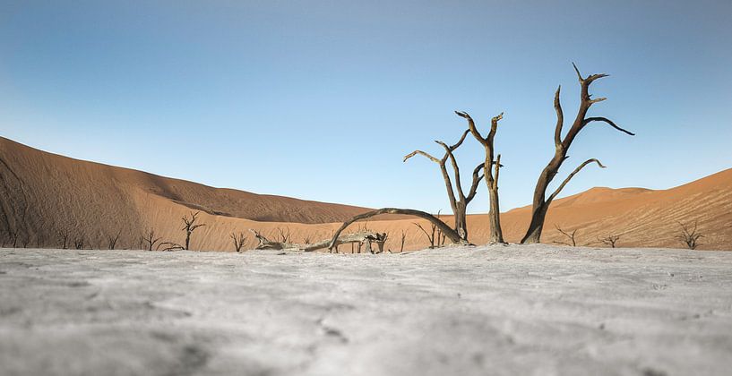 Death vlei tree by BL Photography