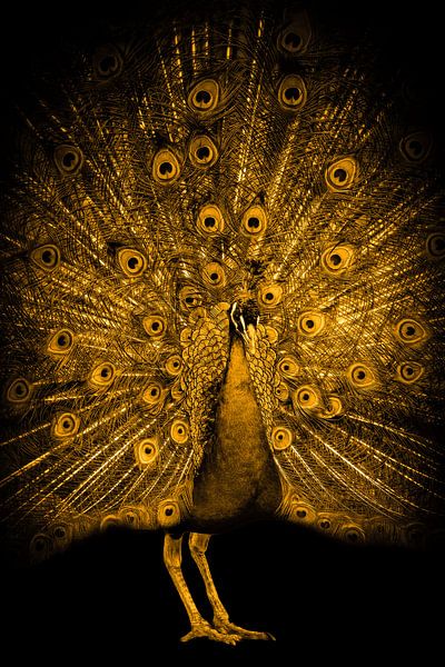 Paon doré par By Marjolein Design