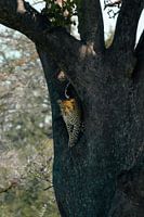 Leopard späht aus dem Baum – Serengeti, Tansania