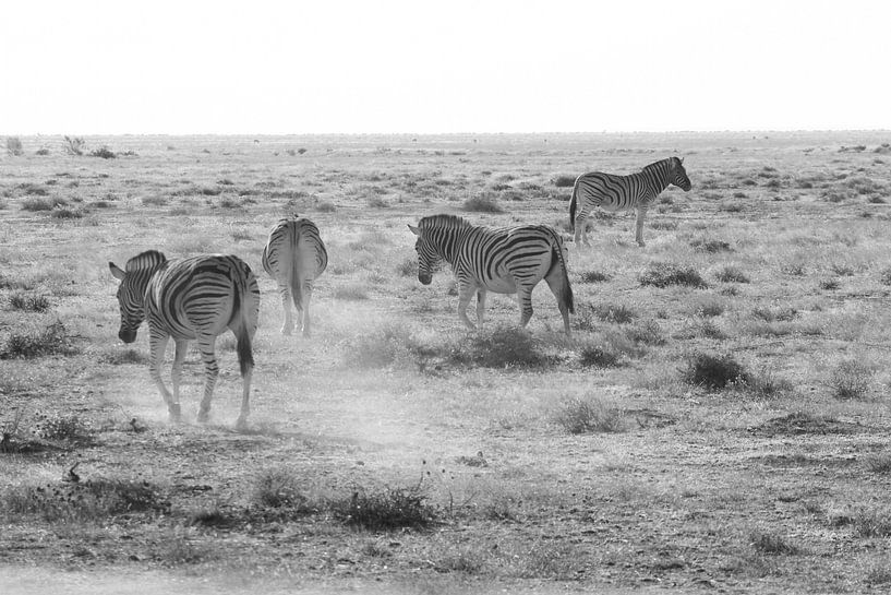 zèbres par Chris Moll