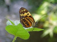 Eueides isabella ( Tropische vlinders ) Collectie 2018