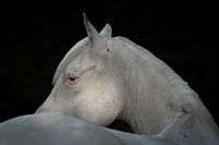 Fine Art Blackphoto of a white horse
