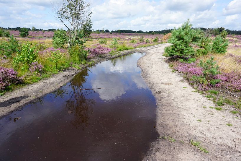 Wasserpfütze auf dem Fußweg durch die Heidelandschaft von Folkert Jan Wijnstra