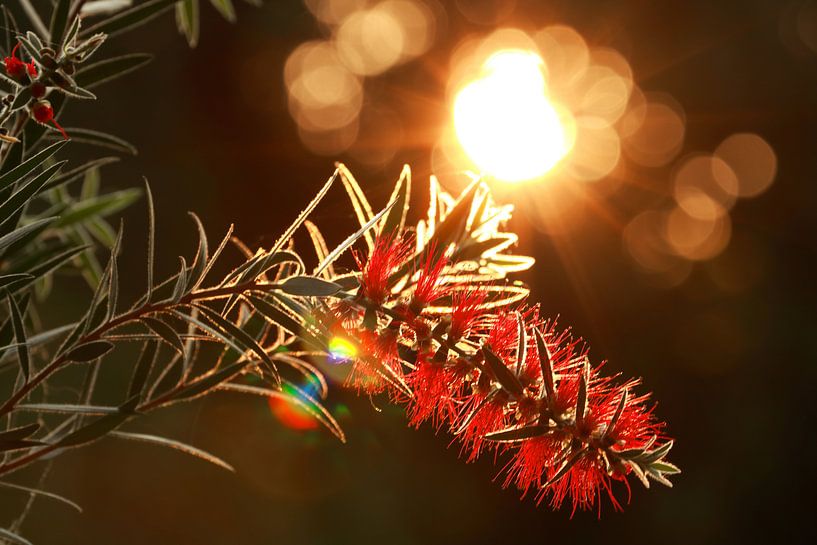Callistemon by Klaus-Dieter Schulze