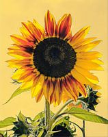 Sunflower painting