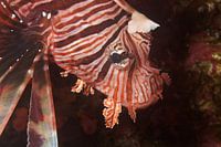 Close-up van een koraalduivel