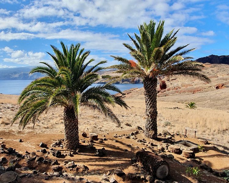 Madeira #14 von zam art