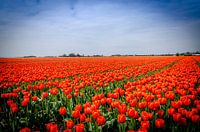 Tulpenvelden Holland