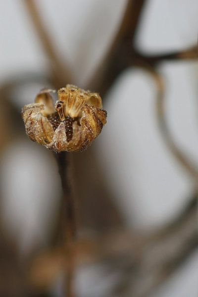 Winterkälte von Marlies Prieckaerts