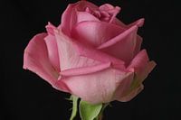 Pink rose
