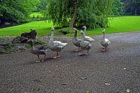 Gans durchqueren den Park