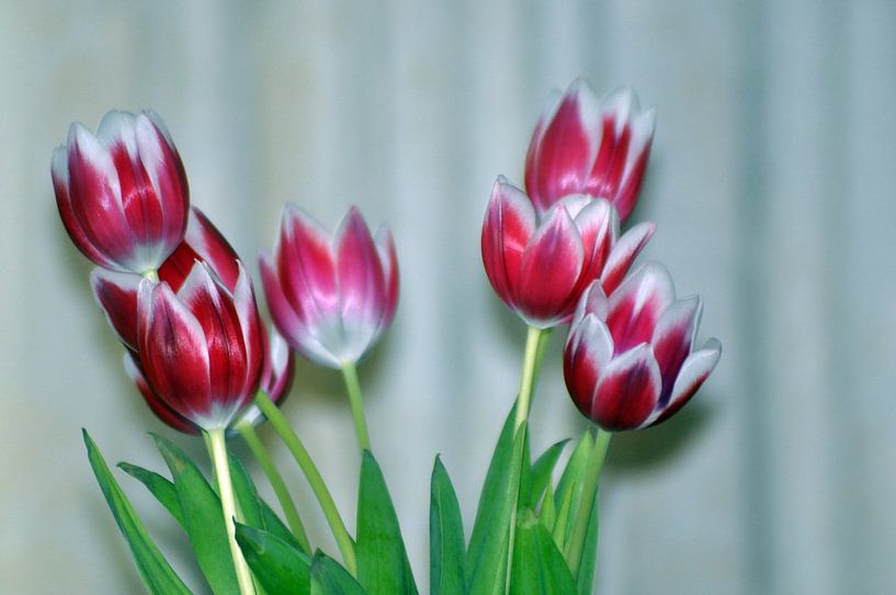 Tulpen von Jack Veraart