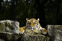 tiger on rocks