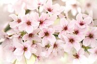 Fleurs roses au printemps