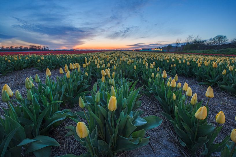 Tulpen bei Sonnenuntergang von Thijs Friederich