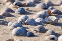 Kokkel schelpen op het strand