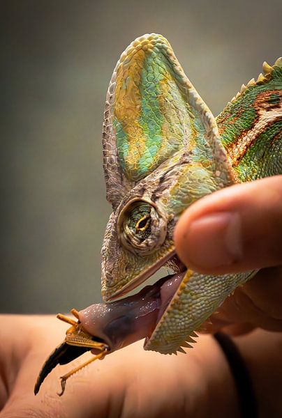 Chamäleon von Alvadela Design & Photography