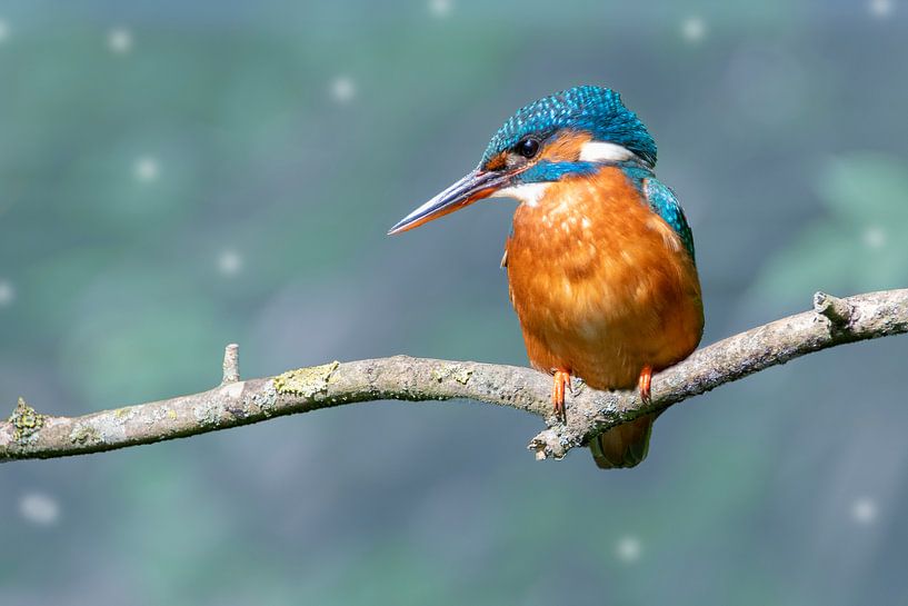 Kingfisher in blue by Peter Bartelings