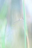 Makroaufnahme einer Kleinlibelle auf Gras in Pastelltönen