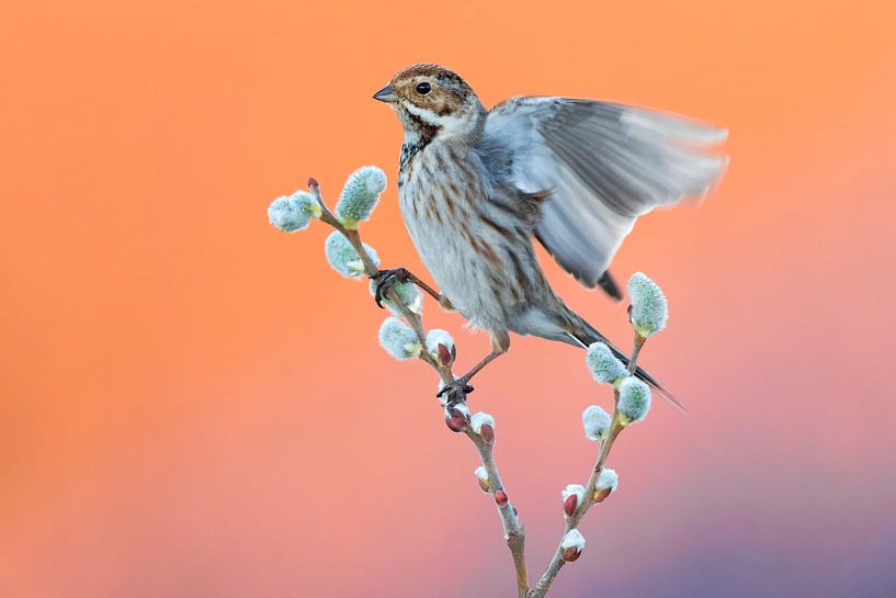 European Reed Bunting (Emberiza schoeniclus) by Beschermingswerk voor aan uw muur
