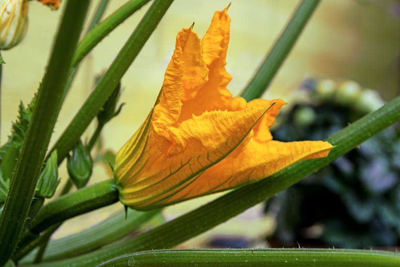 Zucchiniblüte auf einer Pflanze im Gemüsegarten, ausgewählter Fokus, enge Schärfentiefe von Maren Winter
