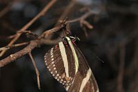 Tropische vlinder met bruin, gele en rode accenten.